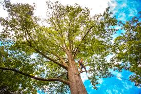 How Our Tree Care Process Works  in  Bidwell, OH