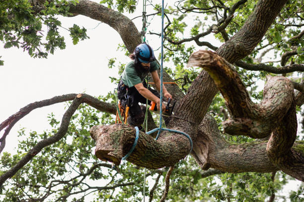 Best Tree Planting  in Bidwell, OH