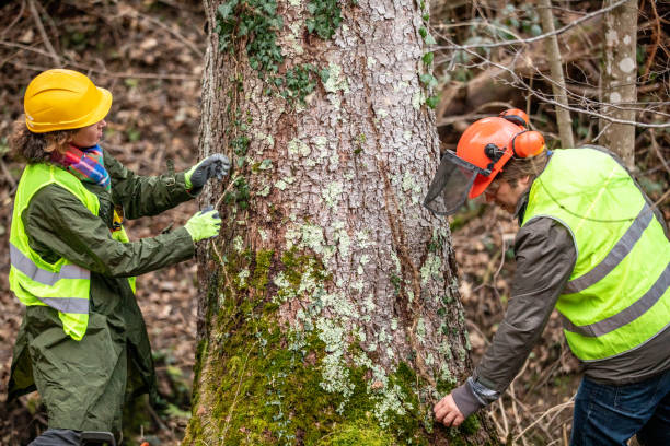 Best Arborist Consultation Services  in Bidwell, OH