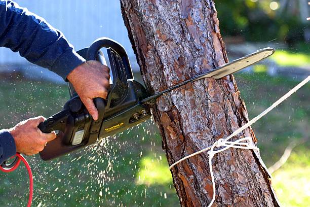 Best Tree Trimming and Pruning  in Bidwell, OH