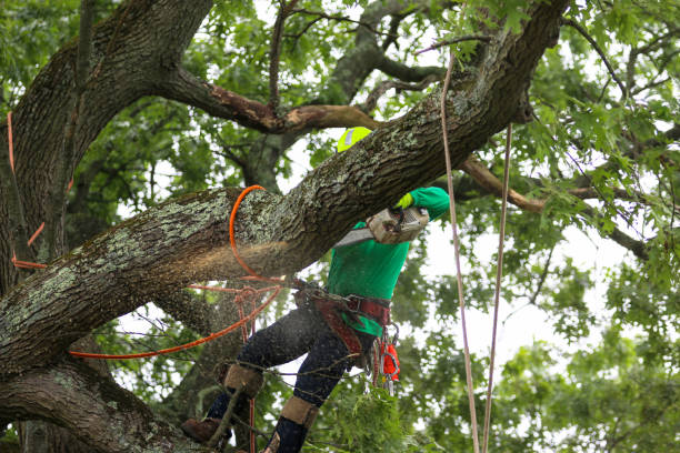 Best Tree Maintenance Programs  in Bidwell, OH