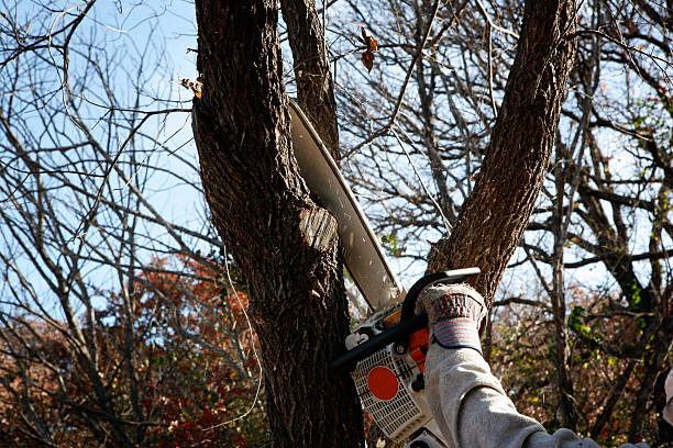 Best Hedge Trimming  in Bidwell, OH