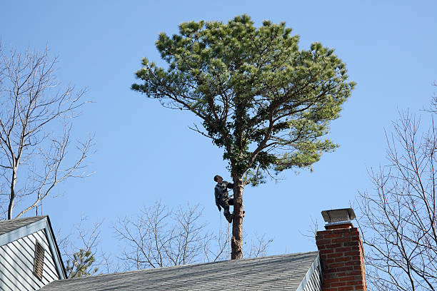 Trusted Bidwell, OH Tree Care Experts